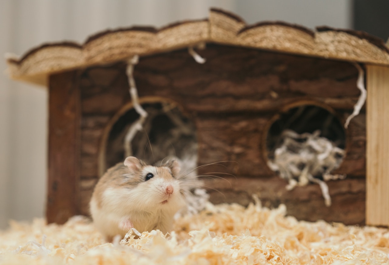 Der syrische Hamster ist nicht schwierig zu züchten. Es scheint jedoch kein geeignetes Haustier für die Kleinsten zu sein.