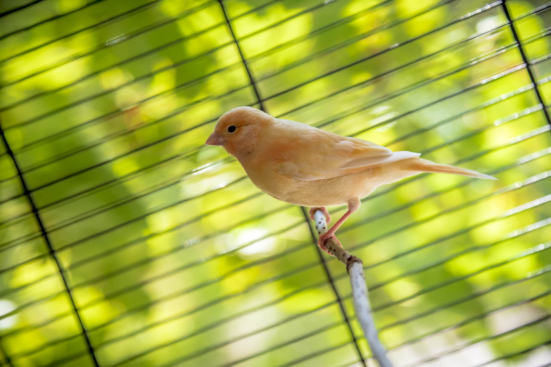 Welche Bedingungen sollten für einen Kanarienvogel, der zu Hause gehalten wird, gegeben sein? Viel Spaß beim Lesen!