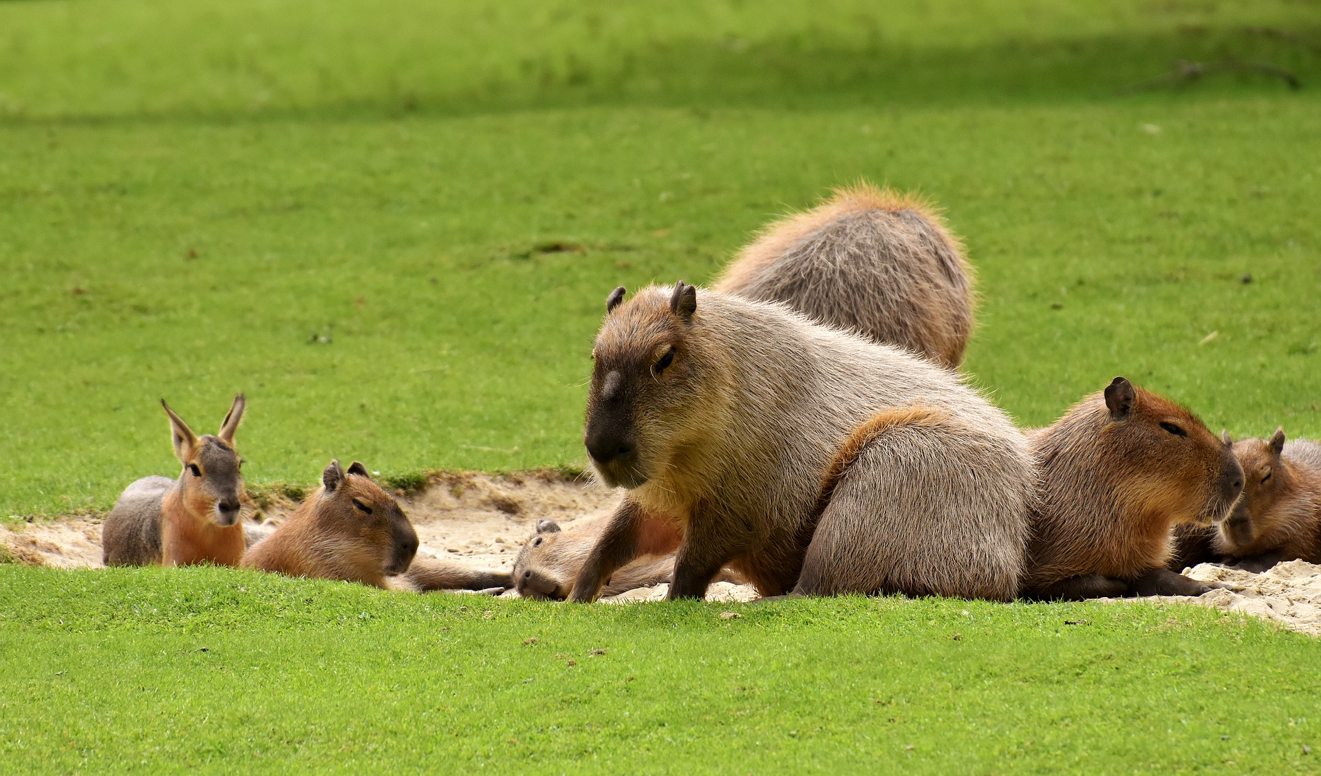Das Capybara ist intelligent und kann gezähmt werden.