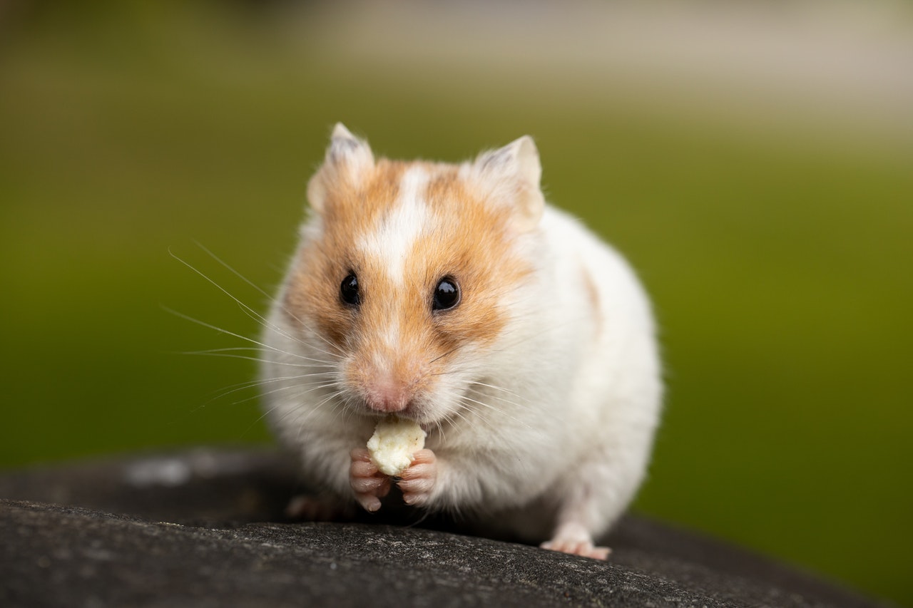 Wie oft hamster füttern?