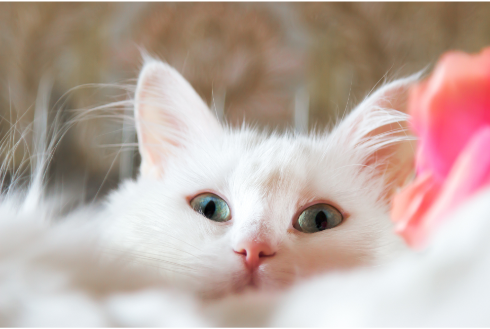 Die Türkisch Angora ist eine Katze mit einem schönen Aussehen, starkem Charakter und guter Gesundheit.