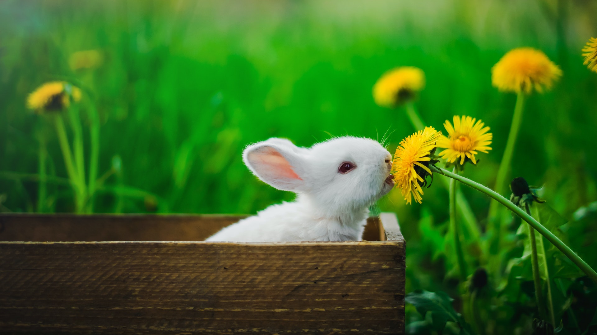 Was sind die Symptome der Myxomatose beim Kaninchen?