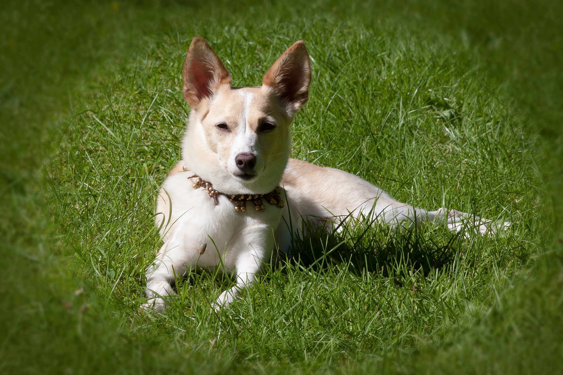 Ein Stachelhalsband für Ihren Hund ist ein umstrittenes Trainingsmittel, das zu den aversiven Methoden gehört.
