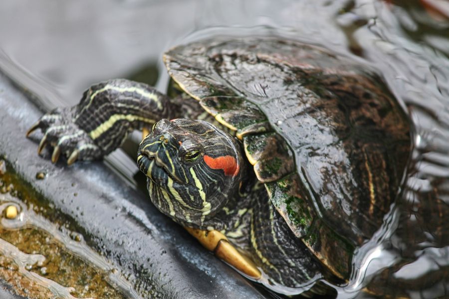 Was sind die Anforderungen der beliebtesten Wasserschildkröten?