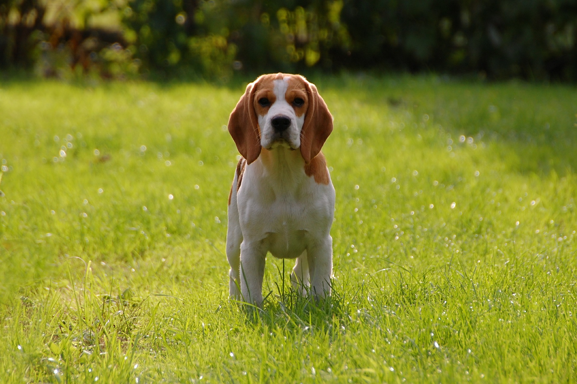 Beagles sind die kleinsten Jagdhunde. Sie sind fröhlich, lebhaft, spielfreudig.