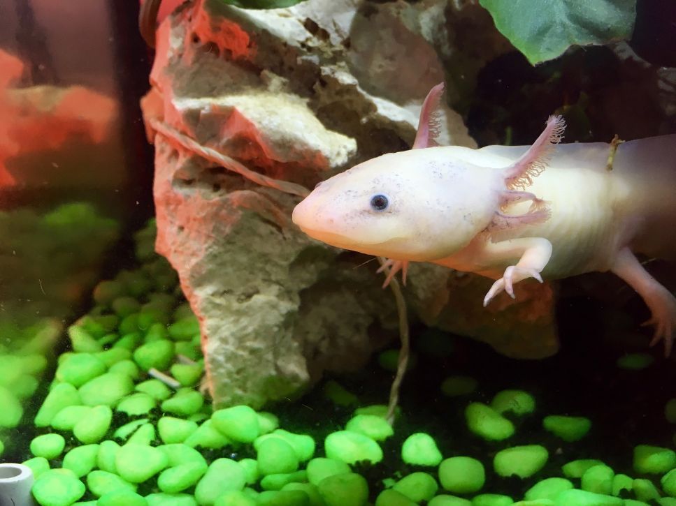 Der Axolotl (Ambystoma mexicanum) – Anforderungen, Fütterung, Aquarium