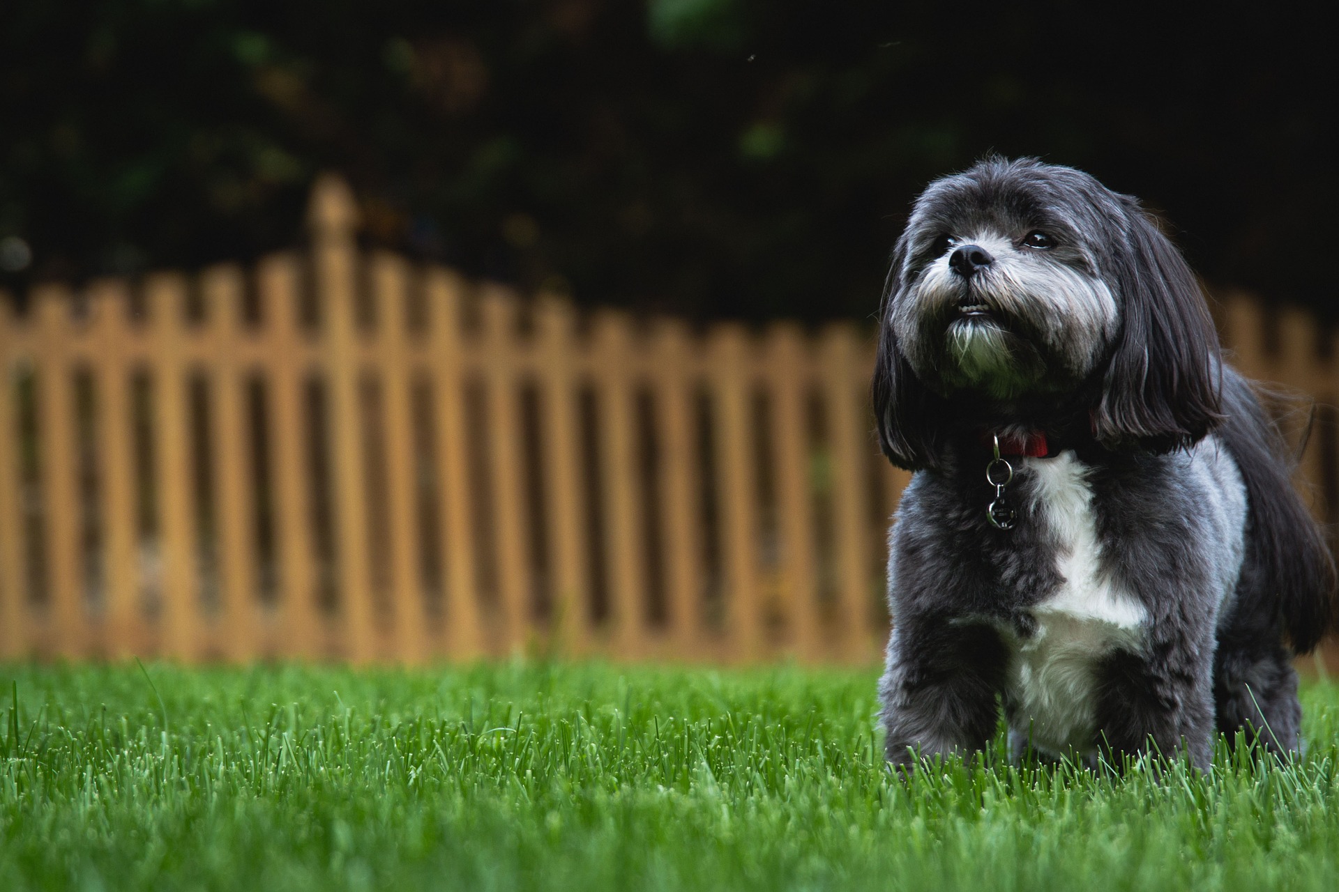 Der Shih tzu ist ein kleiner Hund, aber ein sehr geselliger, freundlicher Hund mit einem äußerst fröhlichen Gemüt.