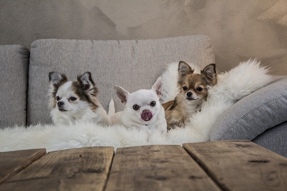 Chihuahuas werden trotz ihrer mikroskopischen Größe als hochintelligente, mutige und anhängliche Hunde beschrieben.