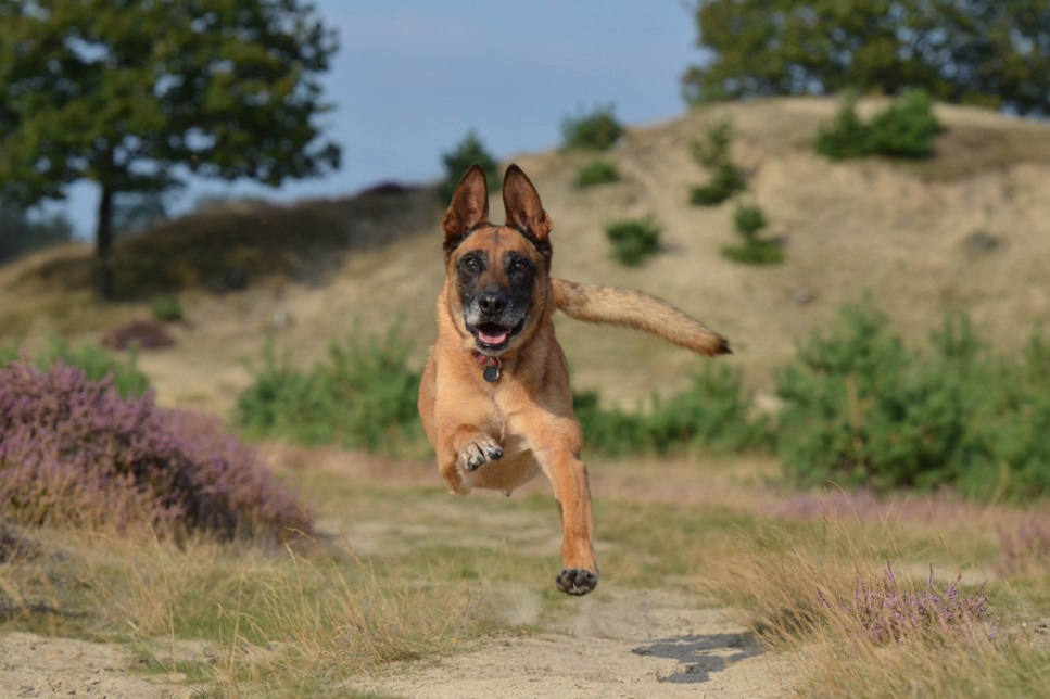Sind Belgische Malinois-Schäferhunde gefährlich?