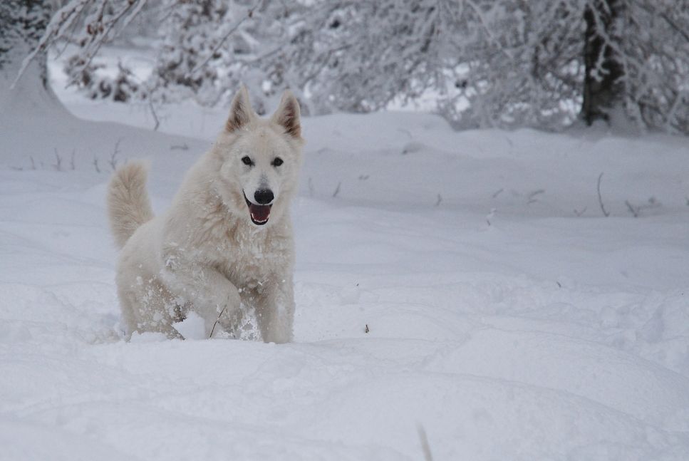 Was ist der Unterschied zwischen einem weißen Schweizer Schäferhund und einem Deutschen Schäferhund?