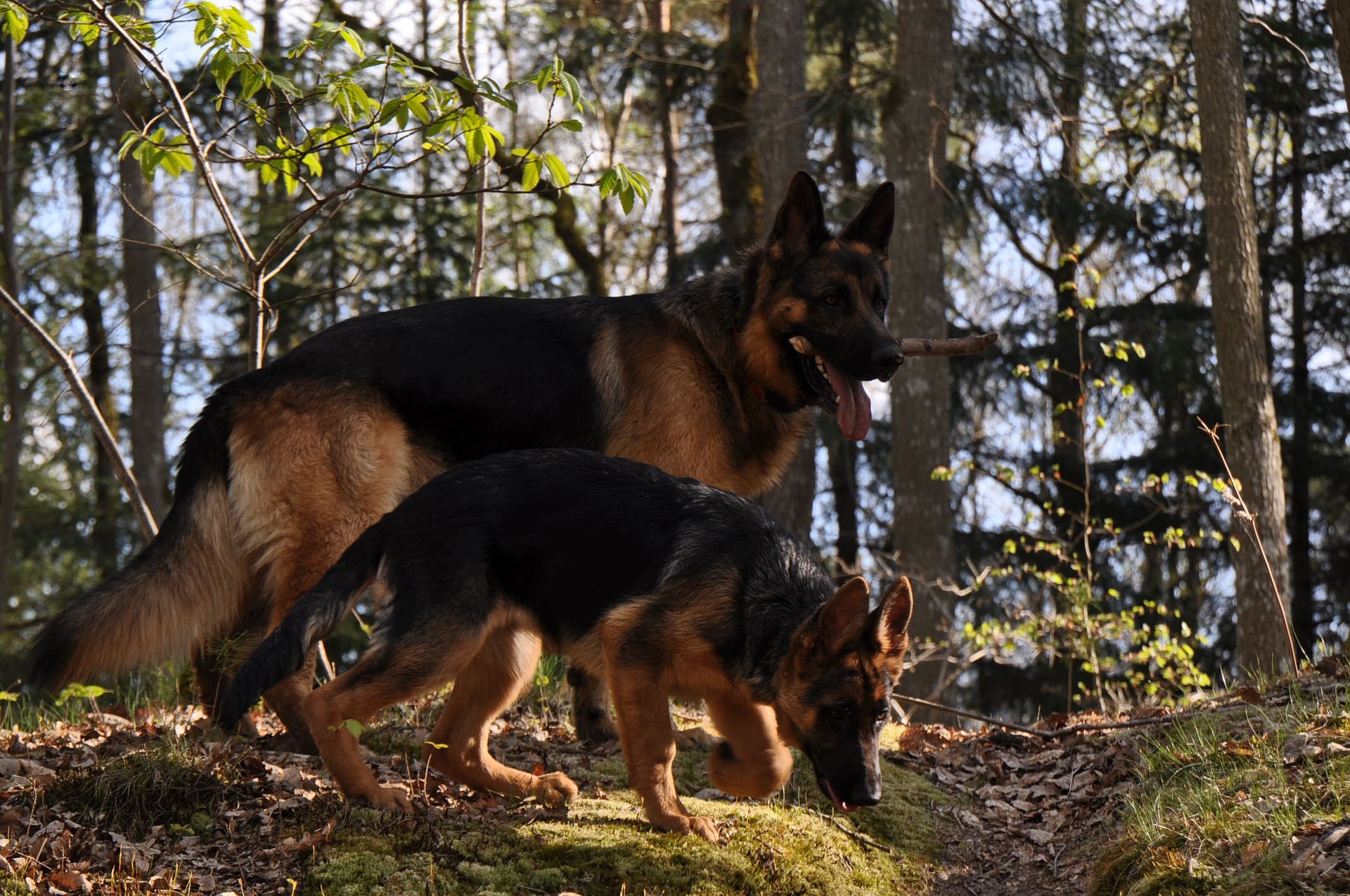 Der Deutsche Schäferhund ist eine der beliebtesten Rassen der Welt. Es sind schlaue, kluge und freundliche Hunde.