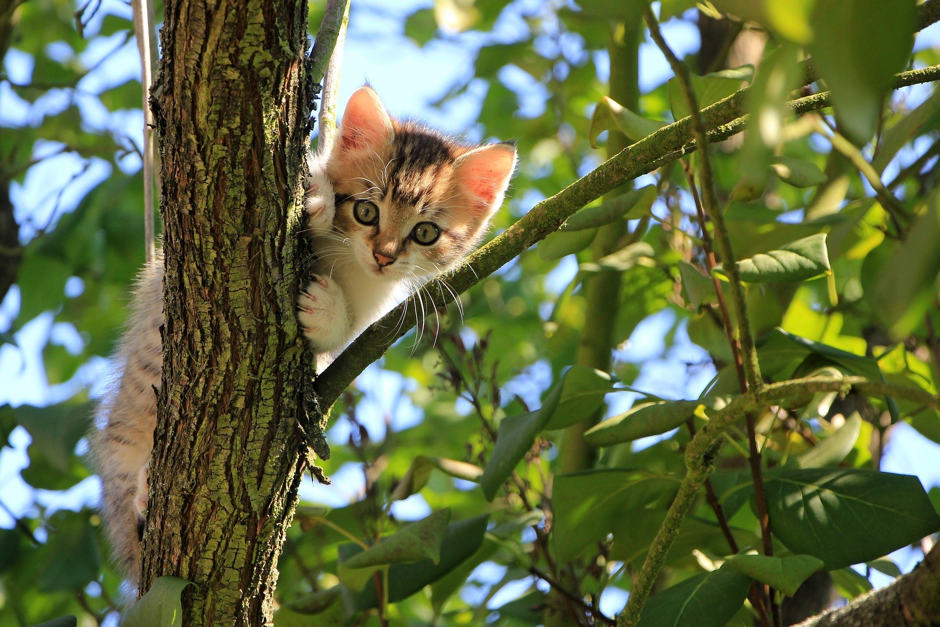 Der Anblick eigener Katze auf einem Baum kann den Betreuer erschrecken.
