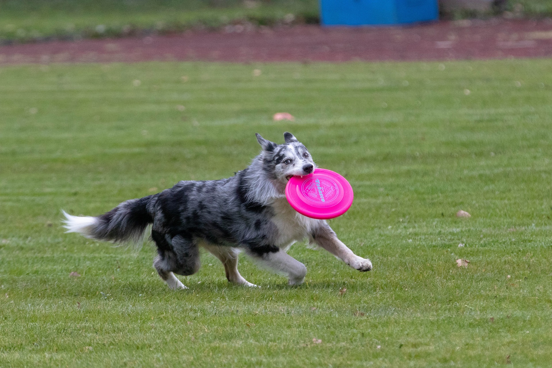 Wo fängt man mit dem Dogfrisbee-Training an?
