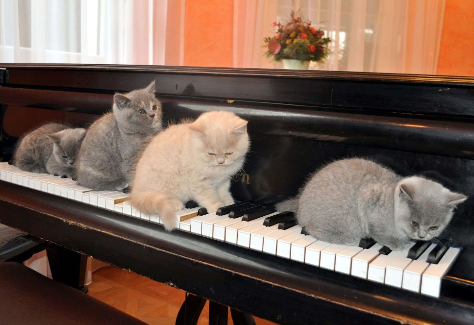 Bei der Entspannungsmusik für die Katze handelt es sich hauptsächlich um klassische Stücke, aber es sind auch spezielle CDs mit beruhigender Katzenmusik erhältlich.