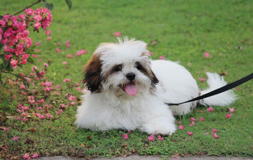 Der Lhasa Apso ist ein kleiner Hund mit einem sanften Charakter und großer Sensibilität.