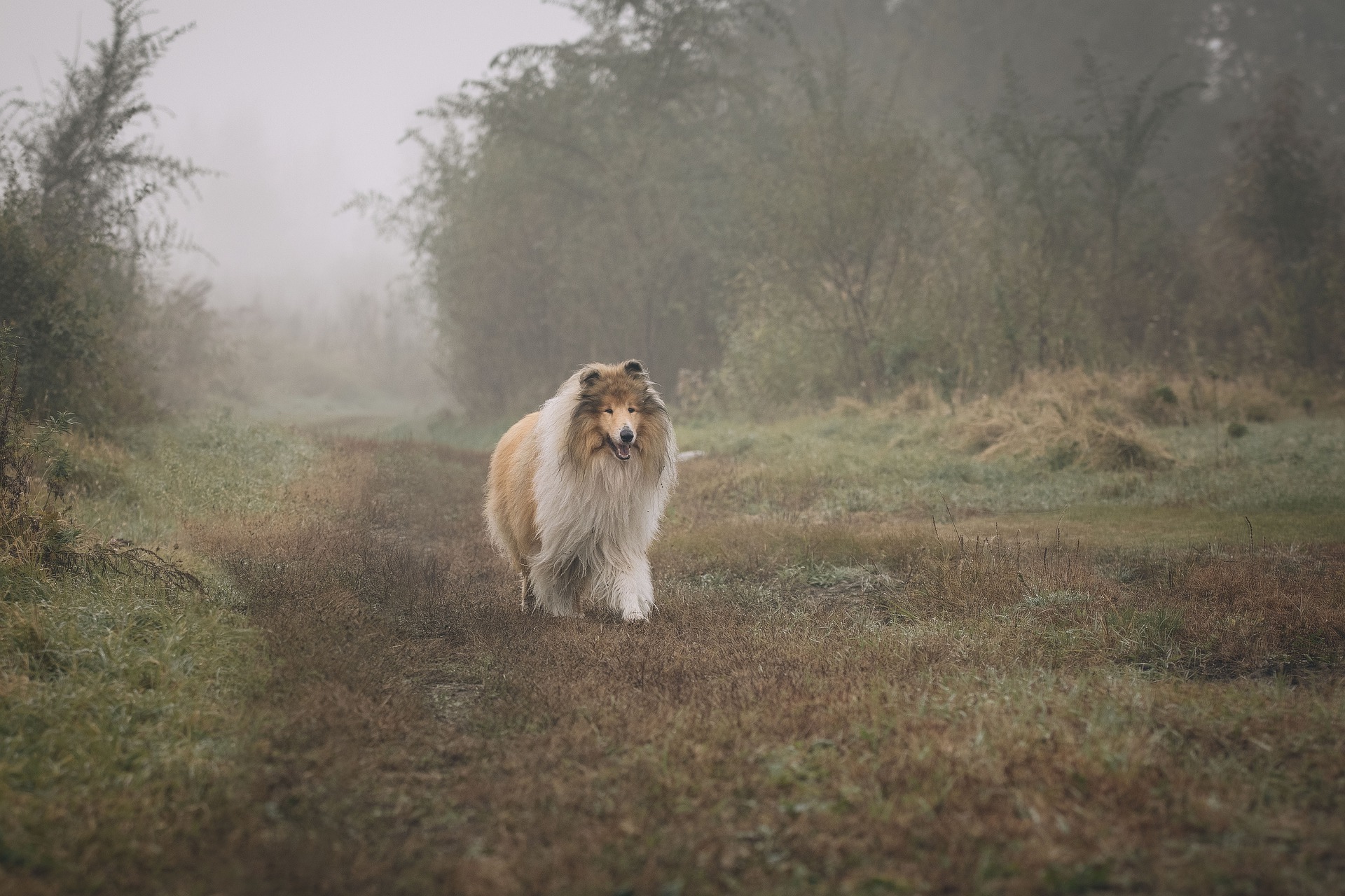 Der schottische Schäferhund, der Protagonist des Romans Lassie, war ein treuer Familienhund. Ist er wirklich so?