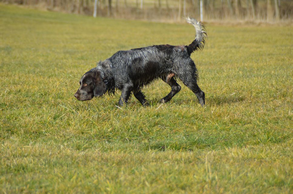 Der Deutsche Schäferhund ist ein auf Wasserwild spezialisierter Jagdhund.