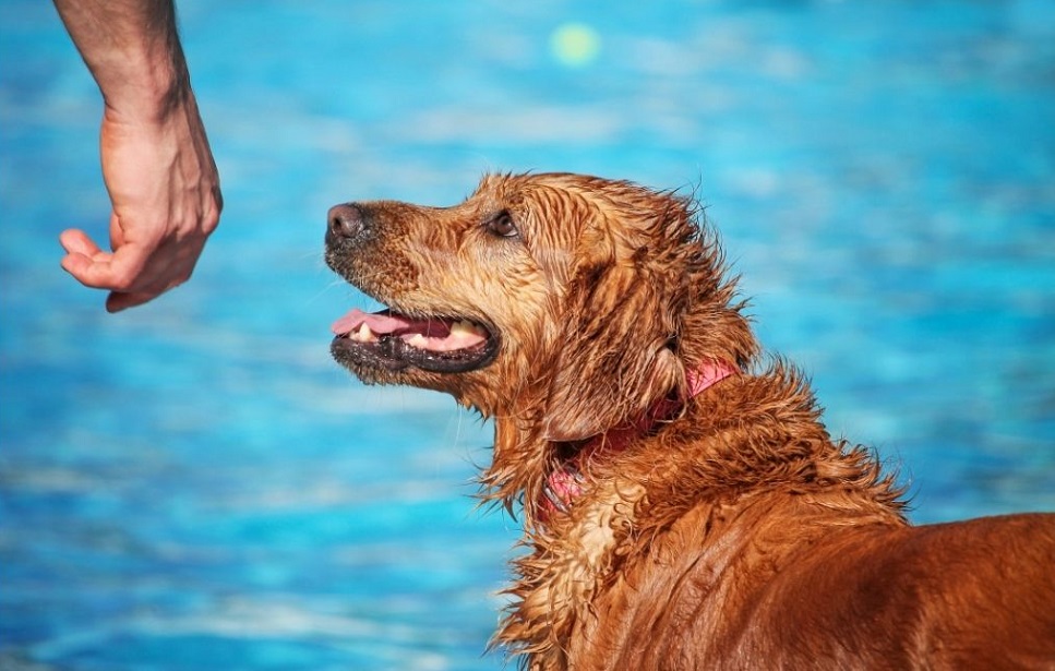 Heißes Wetter kann für jeden gefährlich sein - auch für Hunde.