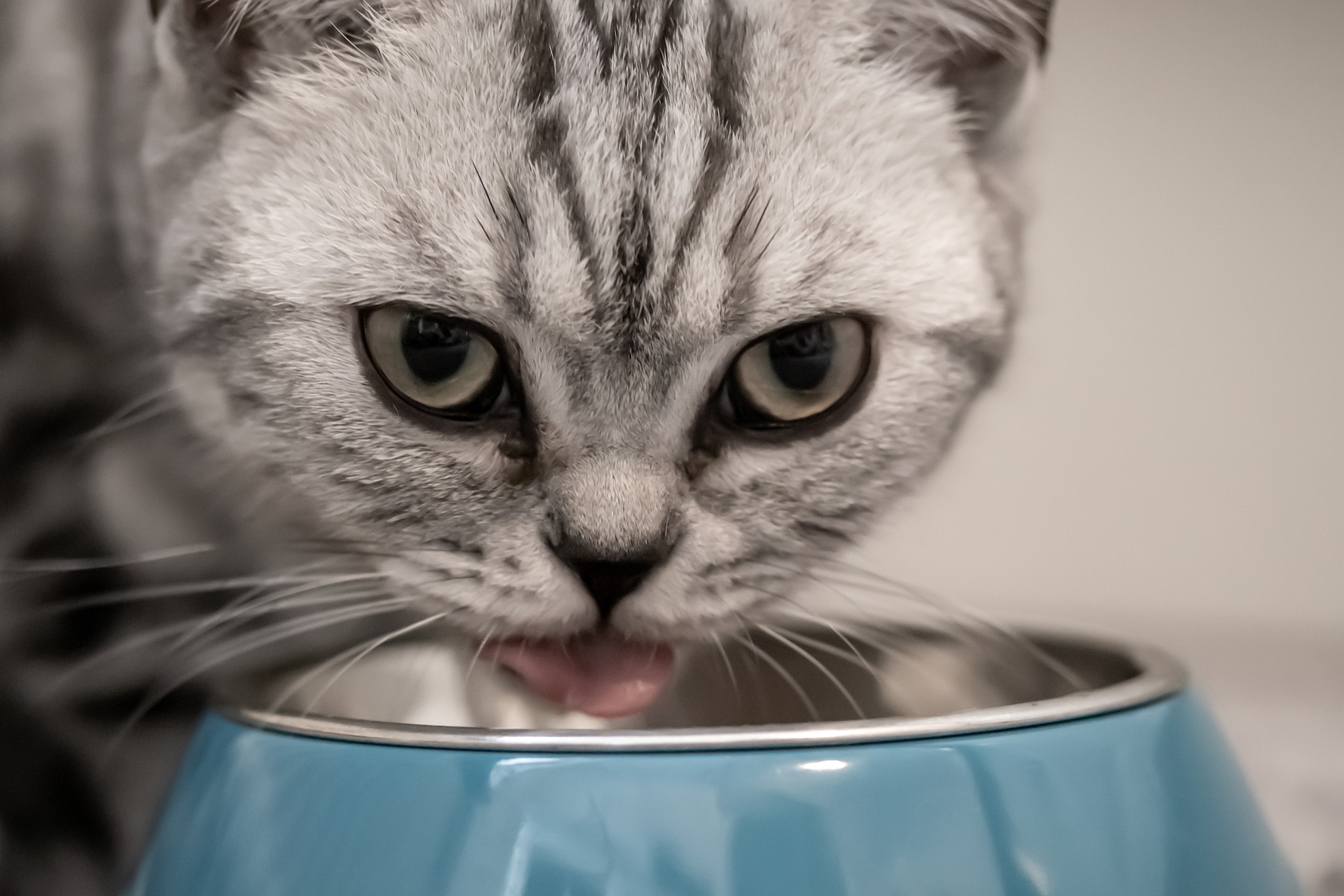 Wenn Sie Ihrer Katze Nahrungsergänzungsmittel zum Katzenfutter dazugeben, sollten Sie die Dosierung vorher mit Ihrem Tierarzt absprechen.
