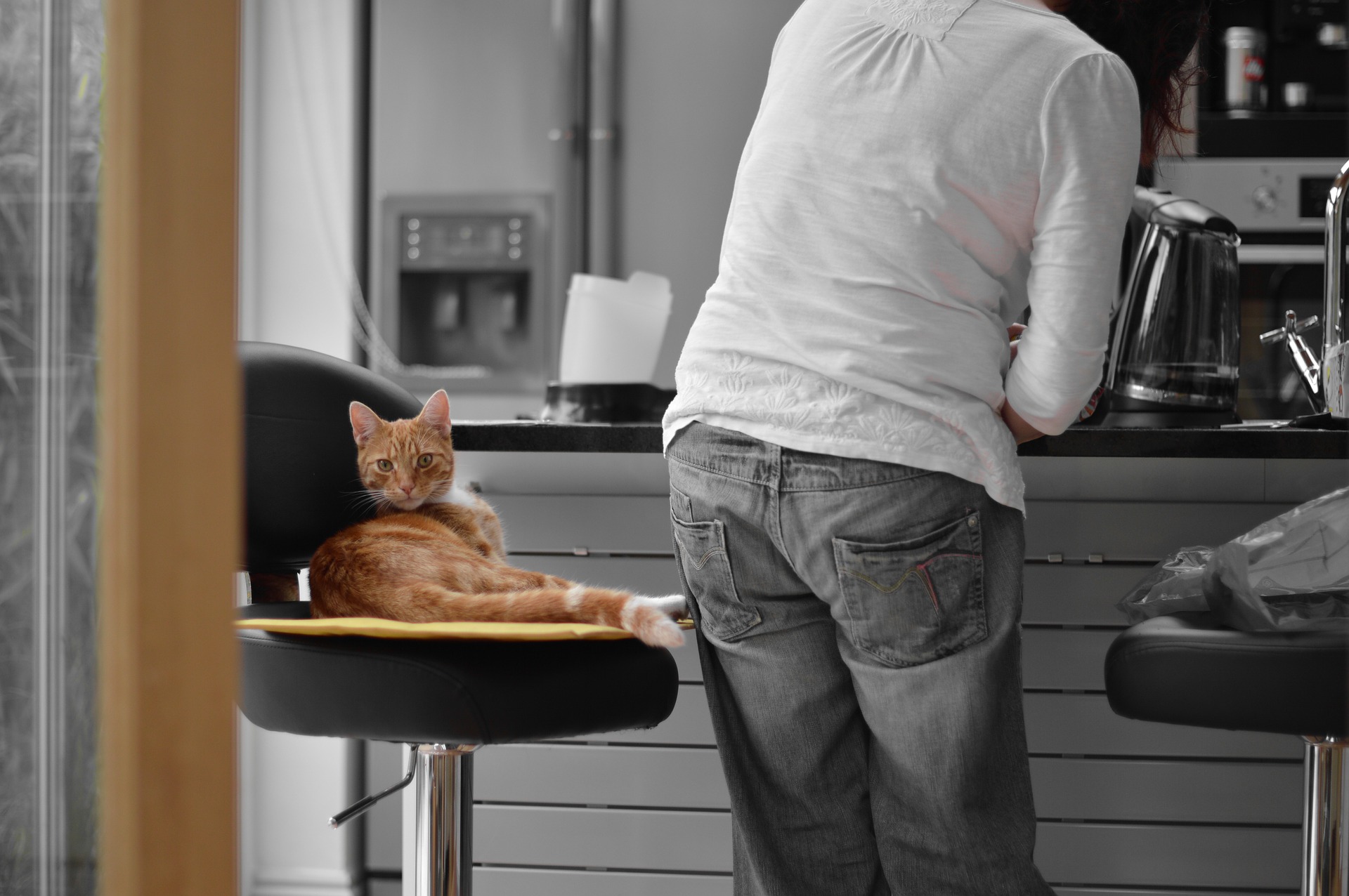 Kann eine Katze menschliches Futter essen?