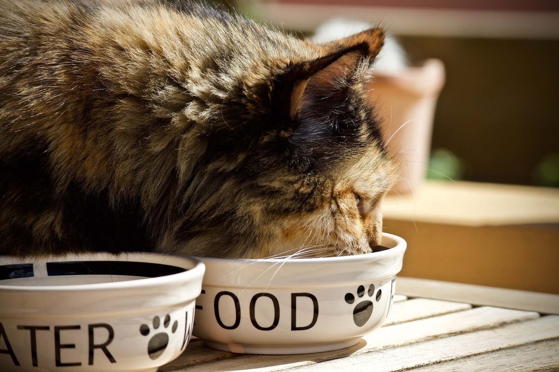 Wie füttere ich eine Katze? Mehr als ein betroffener Eigentümer sucht nach der Antwort auf diese Frage. Die Ernährung muss altersgerecht sein.