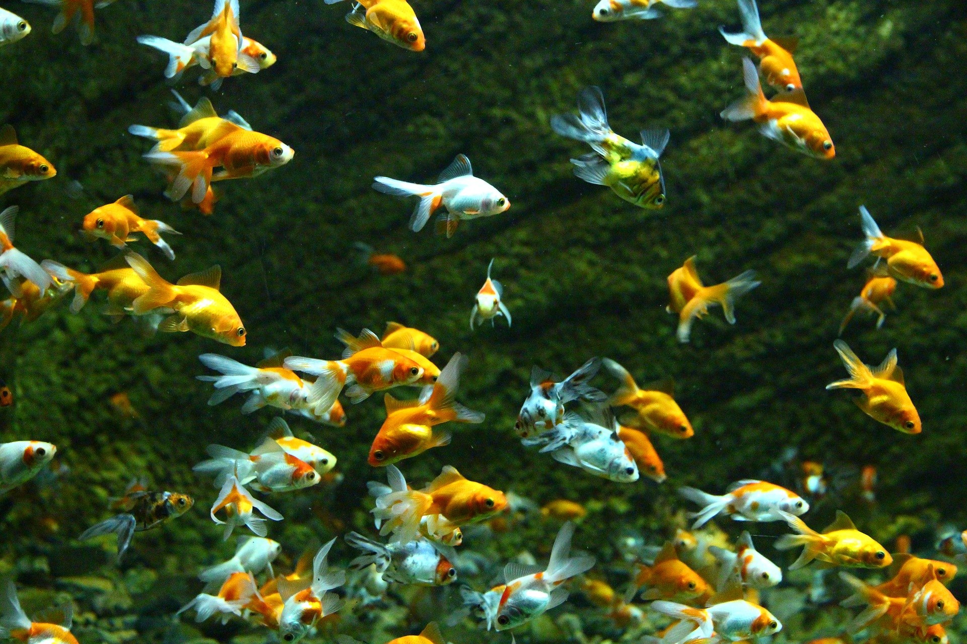 Teichfische machen diese Gartenverzierung attraktiver. Häufige Arten sind Rosenheu und goldener Orfa.