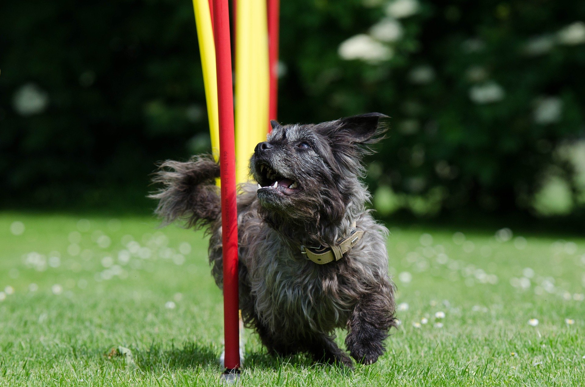 Ein Spielplatz für Hunde ist ein Ort des großen Spaßes, an dem Sie die Bindung zwischen dem Vormund und dem Tier stärken können.