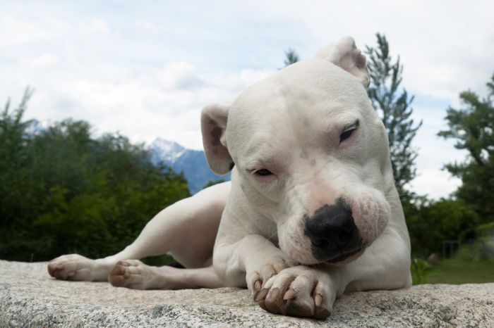 Der argentinische Hund ist eine große Hunderasse, bei der nur die weiße Farbe zulässig ist.