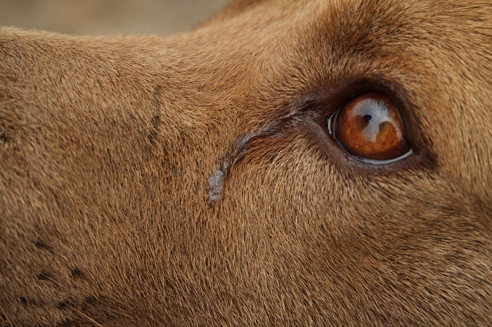 Augenbindehautentzündung beim Hund.