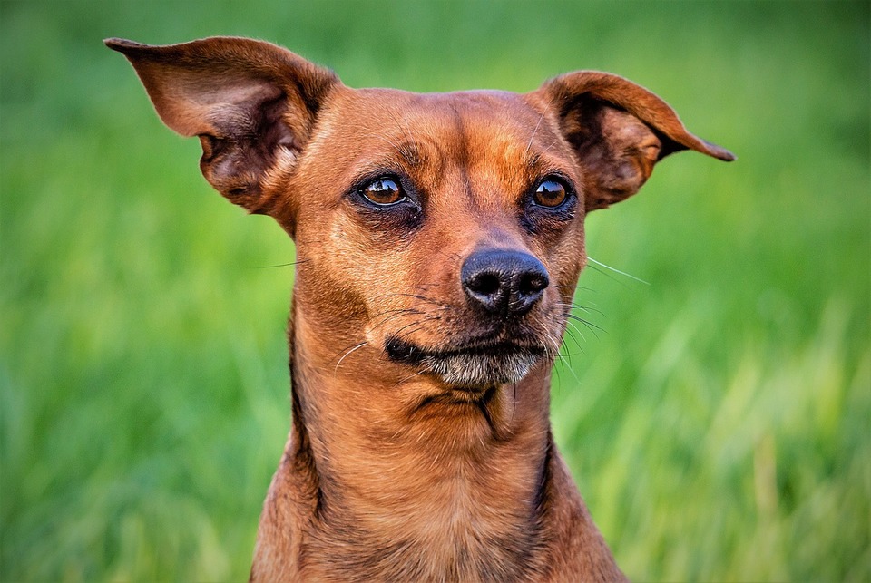 Hunde, die im Wald, auf Lichtungen oder auf Wiesen spazieren gehen, sind besonders anfällig für Zeckenstiche.