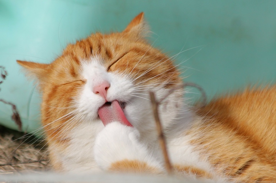 Die Katze leckt ihre Pfote. Die Aufrechterhaltung der Hygiene und die Sauberkeit sind eine sehr wichtige Aktivität für Katzen. Eine Katze, die aufhört zu waschen, fühlt sich wahrscheinlich unwohl.