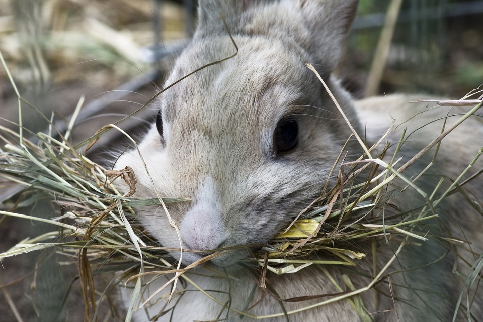 Das Kaninchen hält ein ganzes Heubündel im Maul. Er hat viel auf einmal genommen, um sie zu kauen, muss er die Portionen in kleinere Stücke teilen.