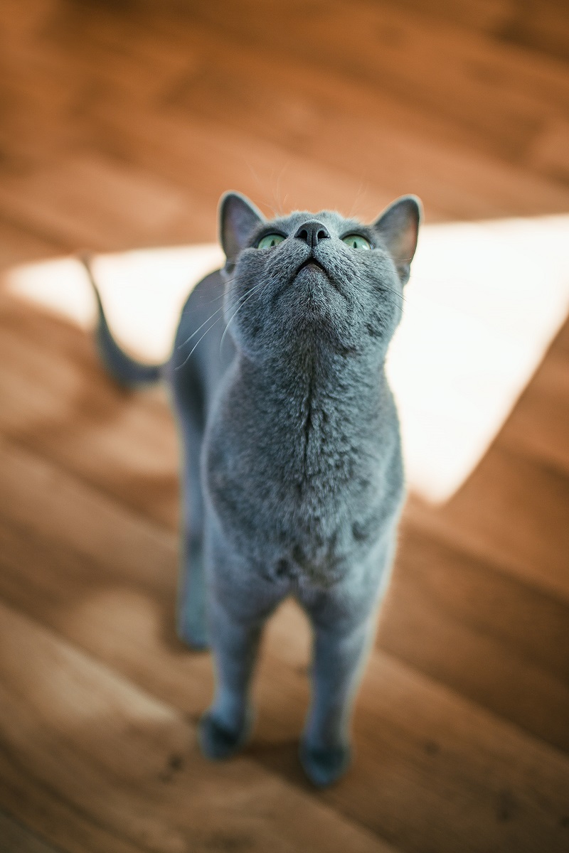 Die russische blaue Katze hat perfekte Proportionen, ein symmetrisches Gesicht und dreieckige Ohren.