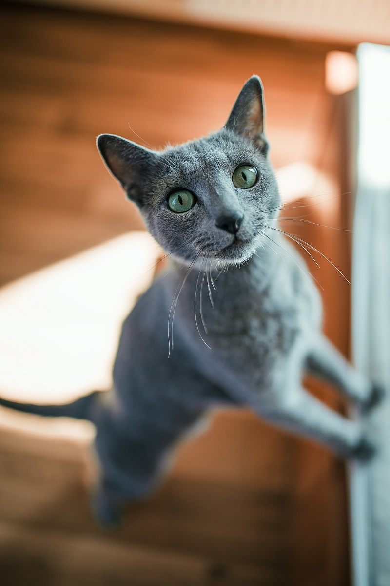 Die russische blaue Katze sieht in Kombination mit ihrem blauen Fell und den tiefgrünen Augen wie ein Phänomen aus. Ruthenische Gesichter haben ein ewiges Lächeln.