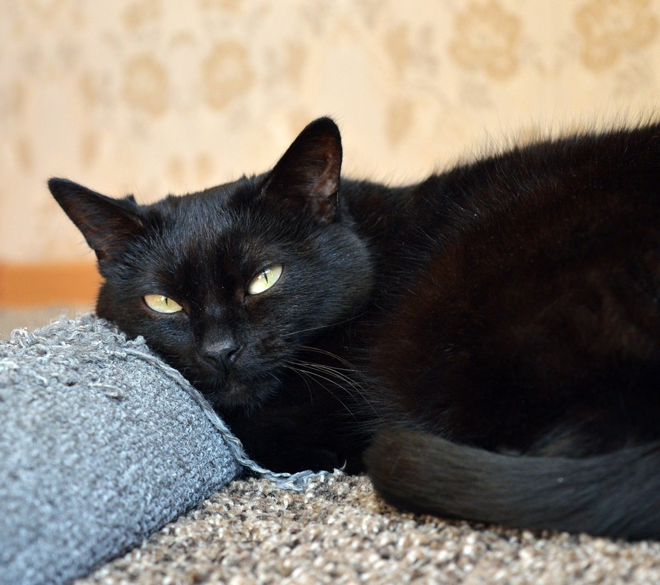 Die schwarze Katze liegt auf dem zerkratzten Material.