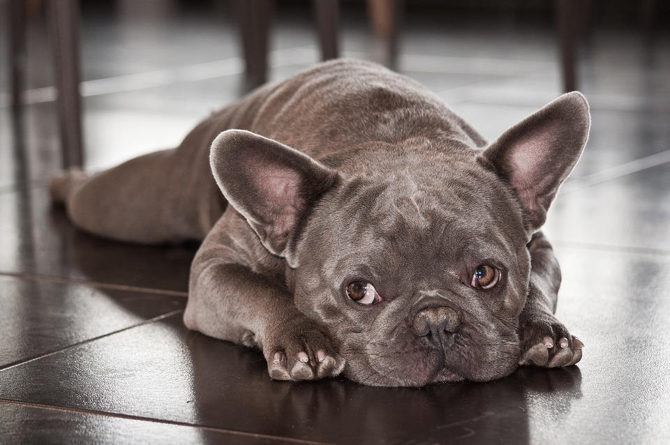 Französische Bulldoggen haben eine Veranlagung zum Zusammenbruch der Luftröhre und sehr enge Atemwege. Dies erschwert ihnen das Atmen, insbesondere an heißen Tagen.