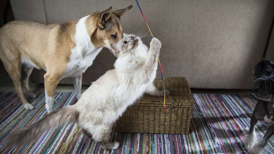 Das Spielen mit einer Katze und einem Hund stärkt die Beziehung, hilft, Kontakte zu knüpfen und Stress abzubauen.