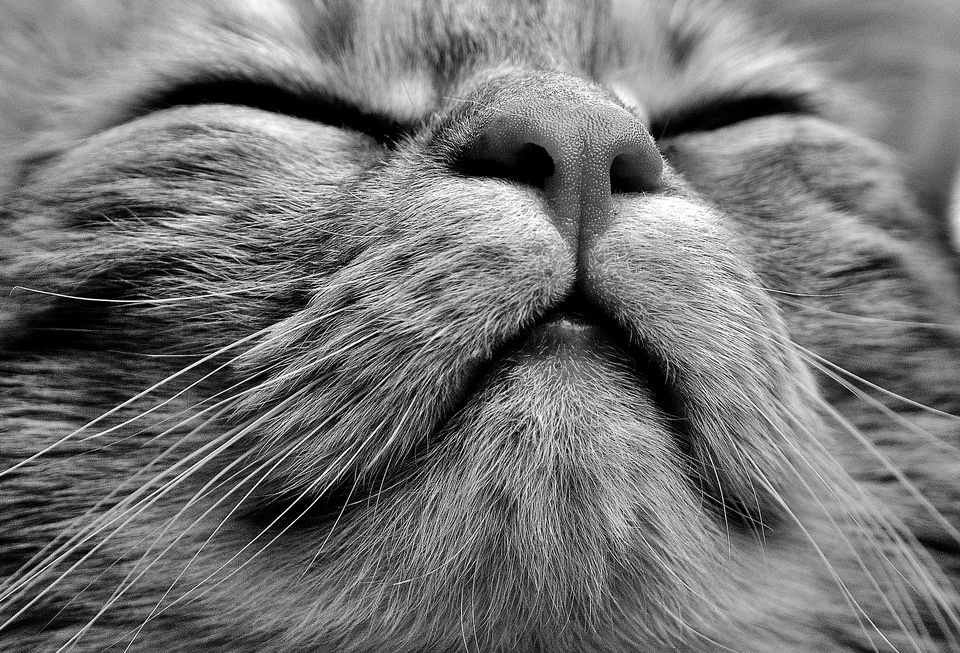 Die Katze niest aus vielen Gründen, dann kniff sie die Augen zusammen, verstärkt die Vibrationen und atmet intensiv aus der Lunge aus. Niesen ist ein natürlicher Weg, um die oberen Atemwege zu reinigen.