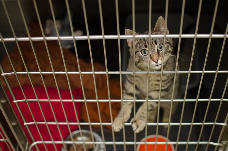 Gitterkäfig für Katzen ist ein letzter Ausweg, aber manchmal ist es der einzige Weg, der Katze zu helfen, z. B. während einer Krankheit oder Isolation.