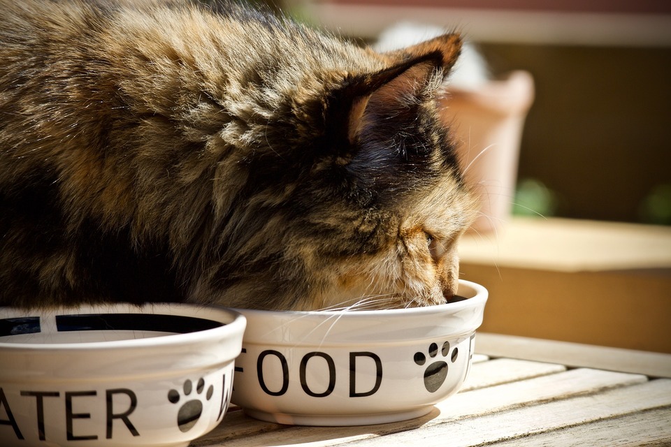 Die Katze frisst aus weißen Porzellanschalen.