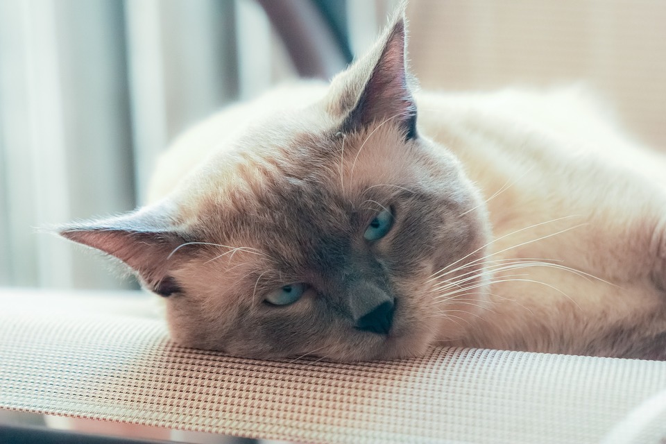 Eine erwachsene thailändische Katze mit einer helleren Farbe. Er sieht mit extrem blauen Augen aus.
