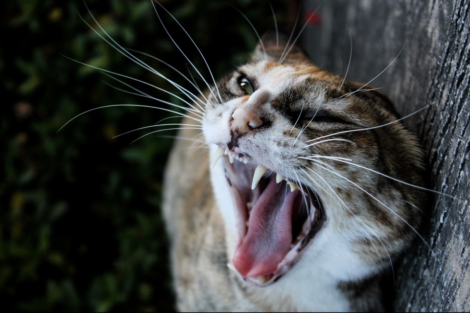 Wildkatze hat Angst vor Menschen. Dies sollte nicht vergessen werden. Respektiere sein Verhalten und seinen Stress. Eine ungezähmte Katze kann aggressiv auf Menschen reagieren.