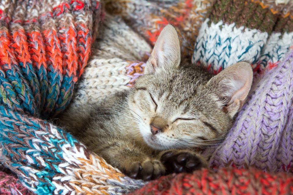 Das Kätzchen schläft unter der Decke. Durchfall bei Kätzchen und jungen Katzen ist aufgrund der schnellen Dehydration und des Gewichtsverlusts besonders gefährlich.