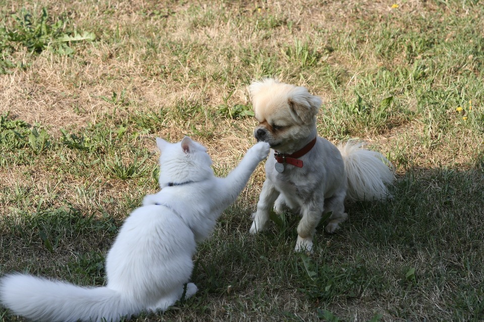 Die Katze kratzt sich mit der Vorderpfote eines rasierten Miniaturspitzes an der Nase. Die Katze ist im Geschirr, der Hund ist locker.