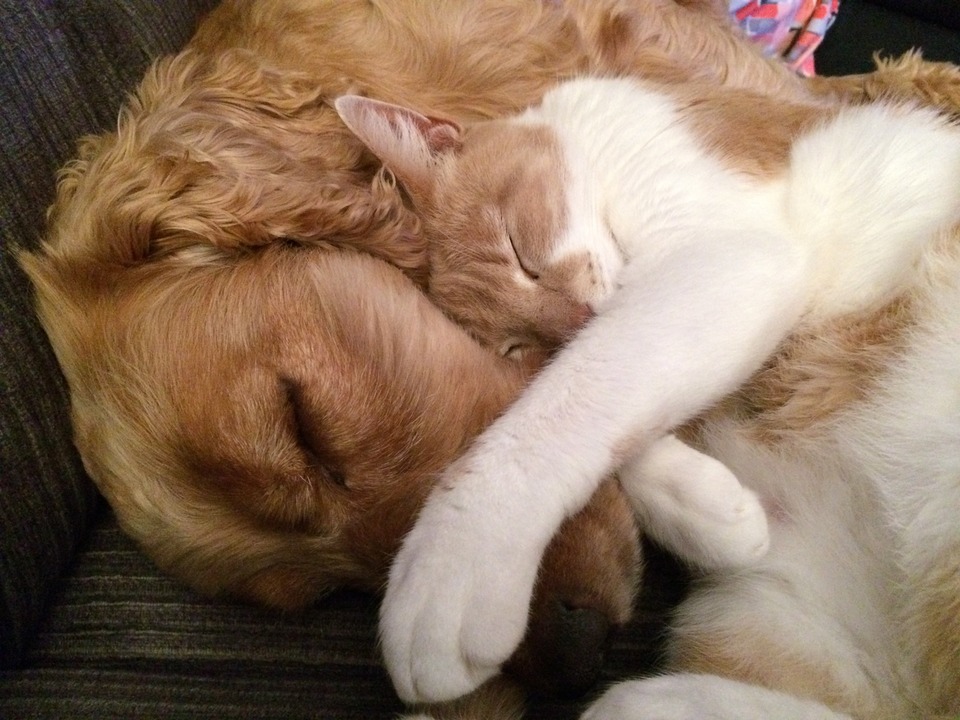 Die weiße und Ingwerkatze schläft gekuschelt am Spaniel.