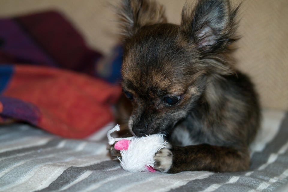  Chihuahua beißt ein Spielzeug. Welpen sollten kleines Spielzeug für kleine Hunde bekommen.