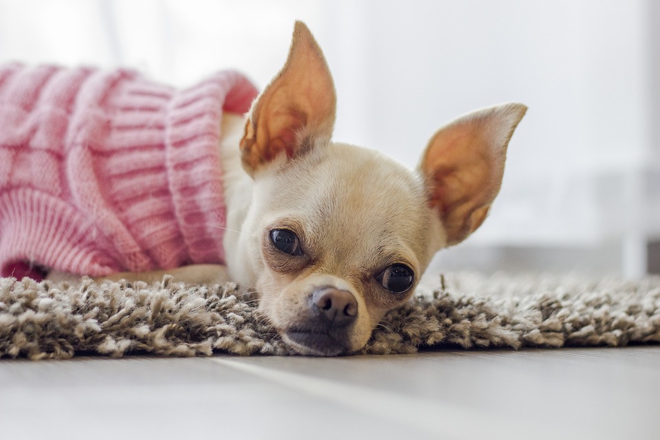 Die Kleidung für Chihuahua.