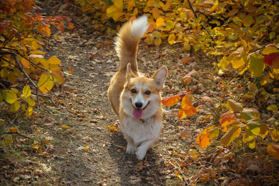 Ein rot-weißer Corgi-Hund, der im Herbstwald geht