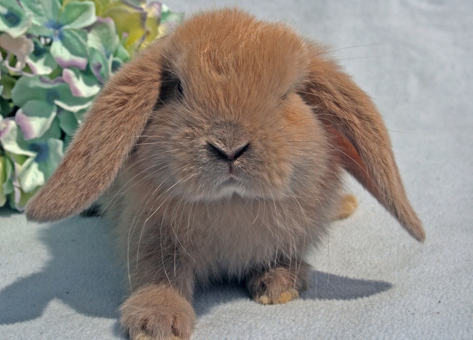 Mini-Kaninchen (Mini Lop) - Merkmale | Fera24.de