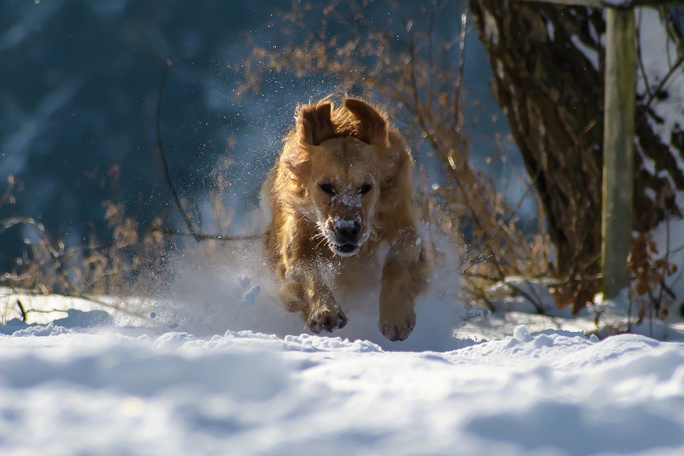 Wie oft gehen Sie im Winter mit Ihrem Hund aus? Fera24.de